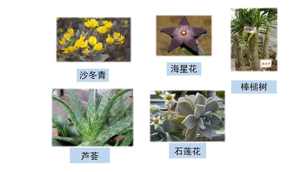 3.11《沙漠里的植物》 课件 -2025-2026学年科学三年级下册苏教版第4页