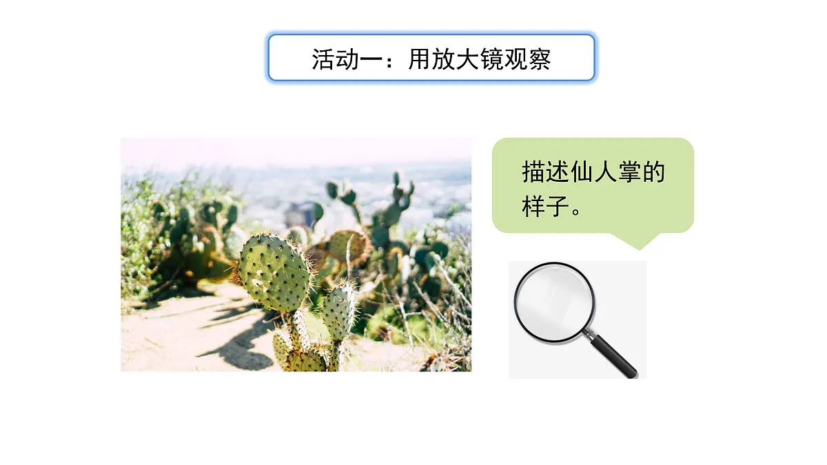 3.11《沙漠里的植物》 课件 -2025-2026学年科学三年级下册苏教版第5页