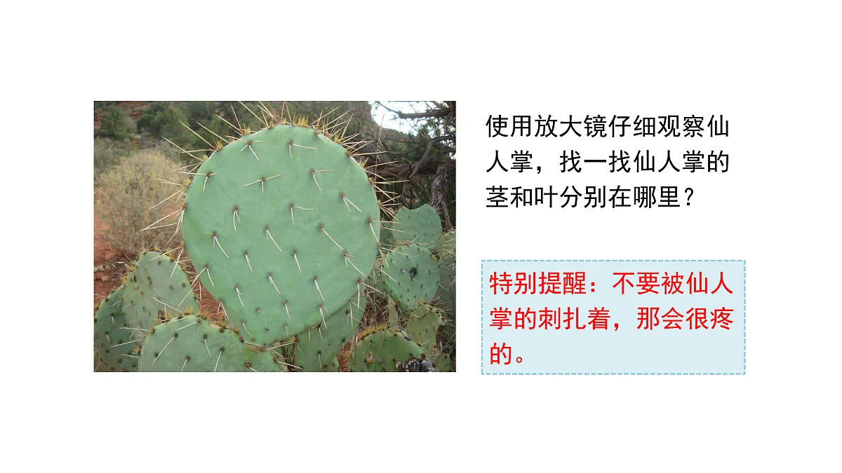 3.11《沙漠里的植物》 课件 -2025-2026学年科学三年级下册苏教版第6页