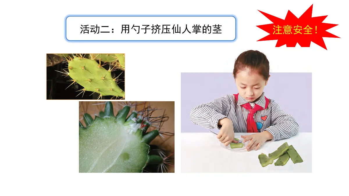 3.11《沙漠里的植物》 课件 -2025-2026学年科学三年级下册苏教版第7页