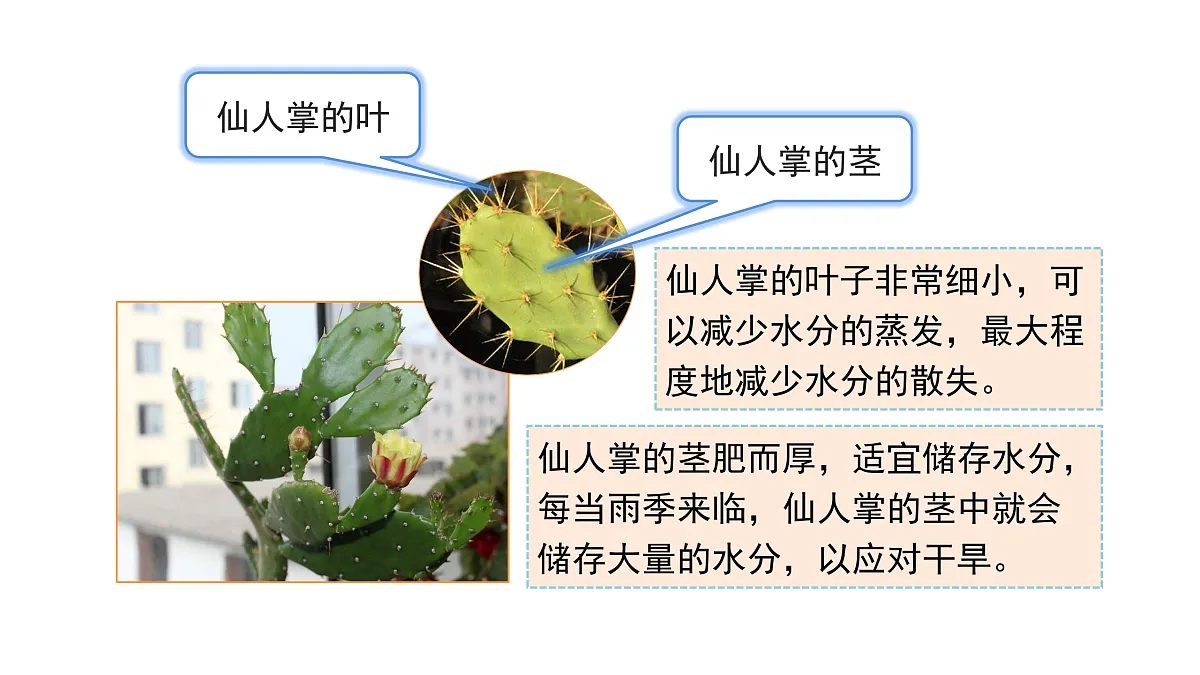 3.11《沙漠里的植物》 课件 -2025-2026学年科学三年级下册苏教版第8页
