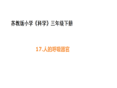 5-17《人的呼吸器官》(课件)2025-2026学年苏教版三年级科学下册