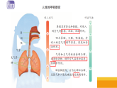 5-17《人的呼吸器官》(课件)2025-2026学年苏教版三年级科学下册