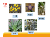3-11《沙漠里的植物》(课件)2025-2026学年苏教版三年级科学下册