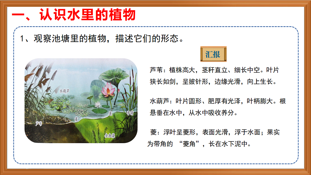 苏教版小学科学三年级下册第三单元《10.水里的植物》课件+作业设计+视频第4页