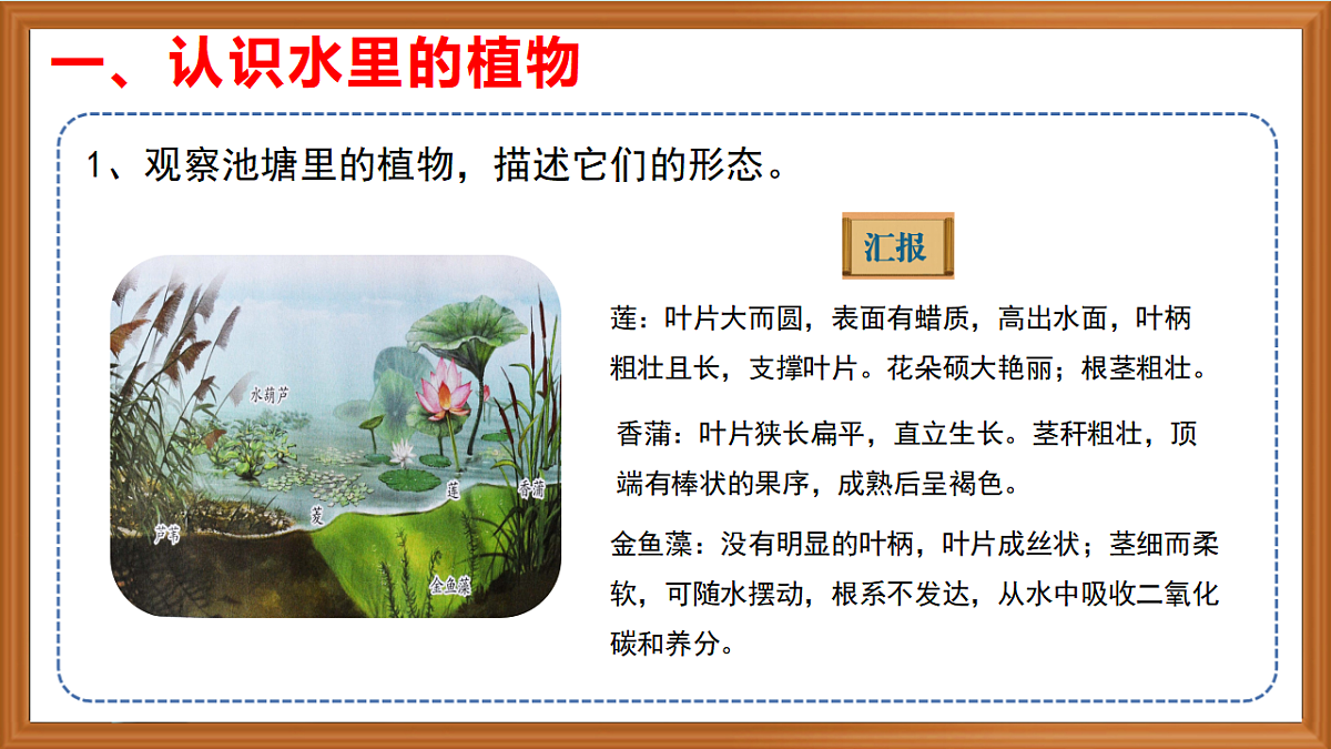 苏教版小学科学三年级下册第三单元《10.水里的植物》课件+作业设计+视频第5页
