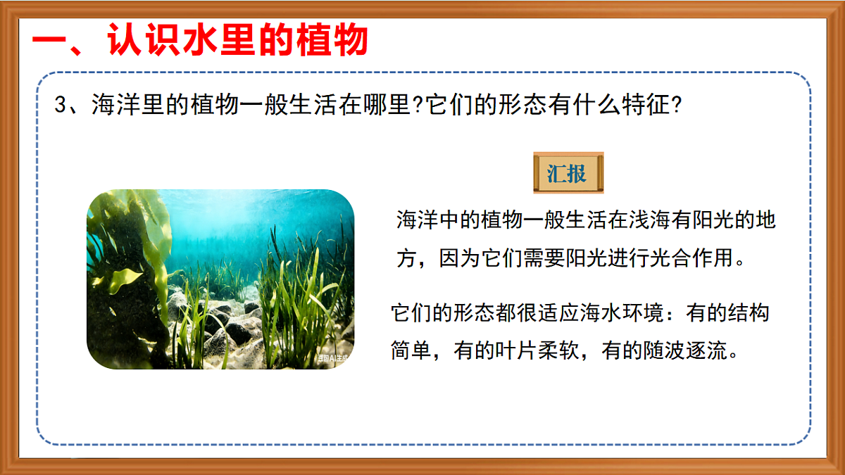 苏教版小学科学三年级下册第三单元《10.水里的植物》课件+作业设计+视频第8页