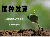 2.4《播种发芽》课件+实验视频—人教鄂教版小学科学三年级下册
