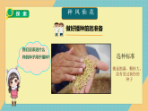 2.4《播种发芽》课件+实验视频—人教鄂教版小学科学三年级下册