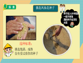 2.4《播种发芽》课件+实验视频—人教鄂教版小学科学三年级下册