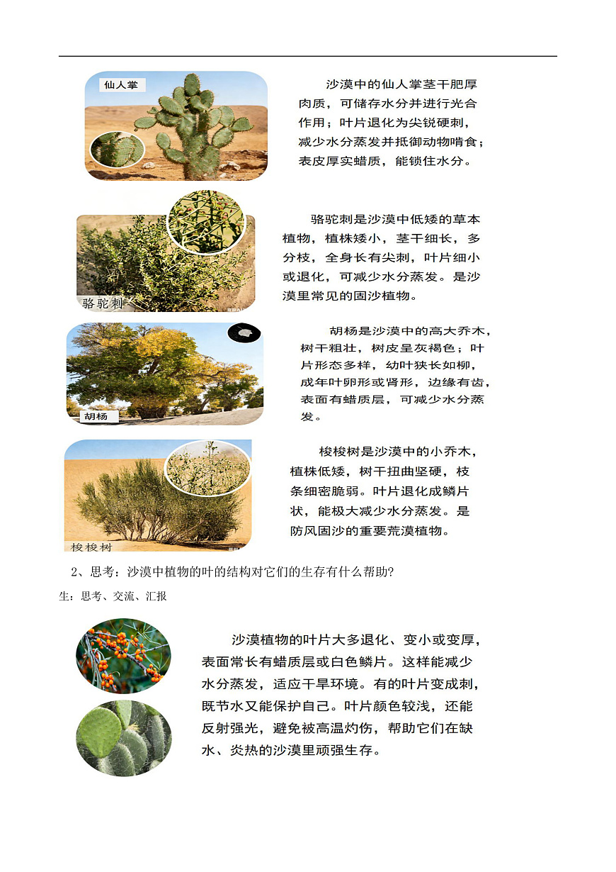 苏教版小学科学三年级下册第三单元《11.沙漠中的植物》教案第2页