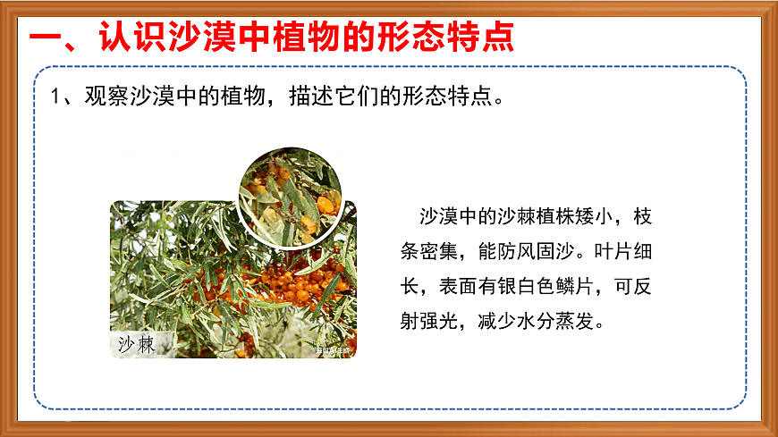 苏教版小学科学三年级下册第三单元《11.沙漠中的植物》课件+作业设计+视频第4页