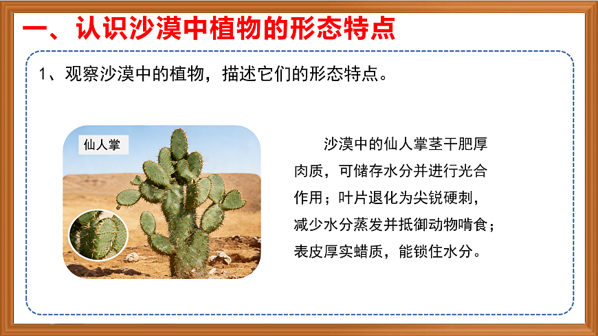 苏教版小学科学三年级下册第三单元《11.沙漠中的植物》课件+作业设计+视频第5页