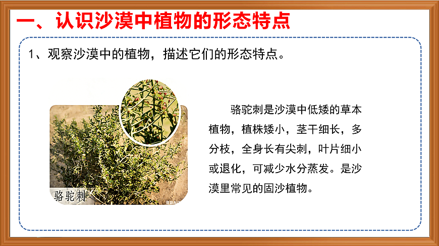 苏教版小学科学三年级下册第三单元《11.沙漠中的植物》课件+作业设计+视频第6页