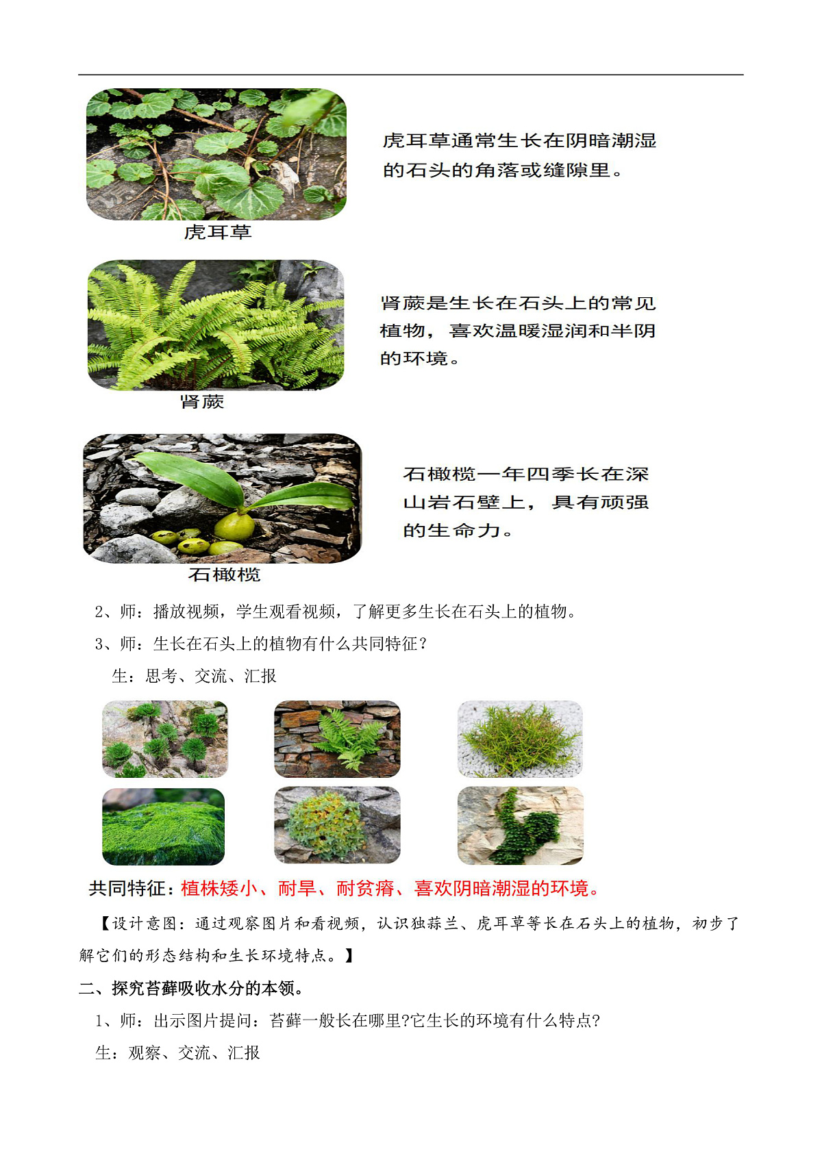 苏教版小学科学三年级下册第三单元《12.石头上的植物》教案第3页