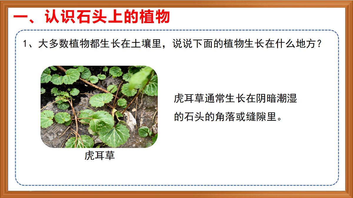 苏教版小学科学三年级下册第三单元《12.石头上的植物》课件+作业设计+视频第5页
