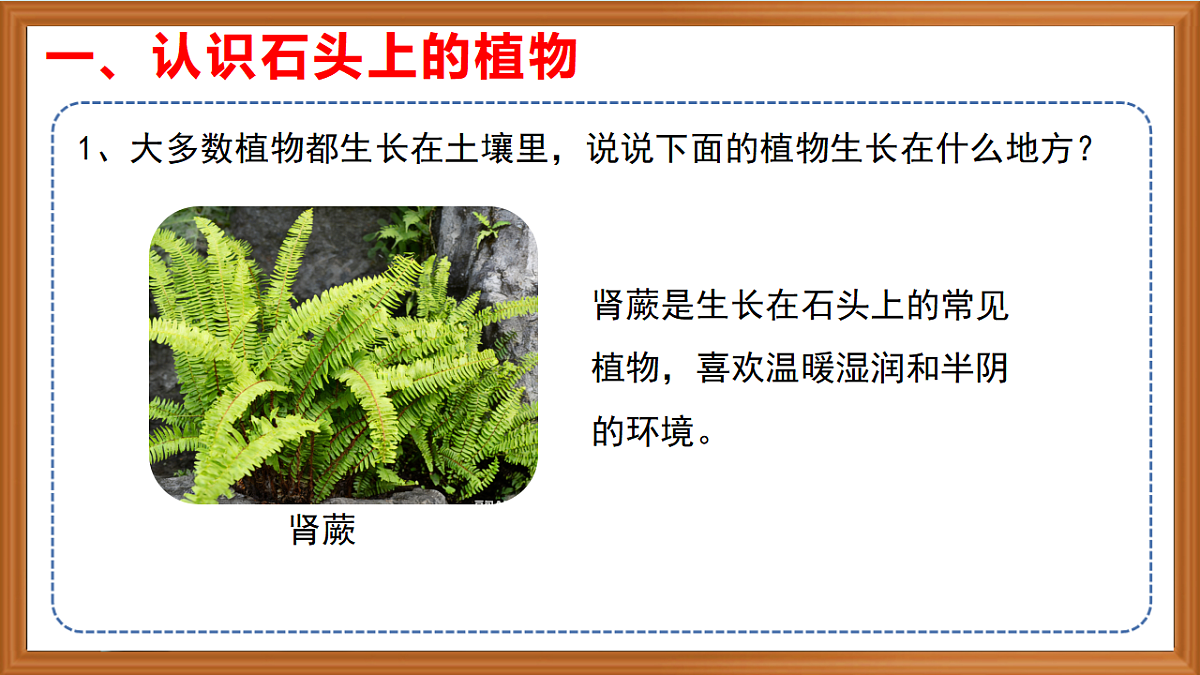 苏教版小学科学三年级下册第三单元《12.石头上的植物》课件+作业设计+视频第6页