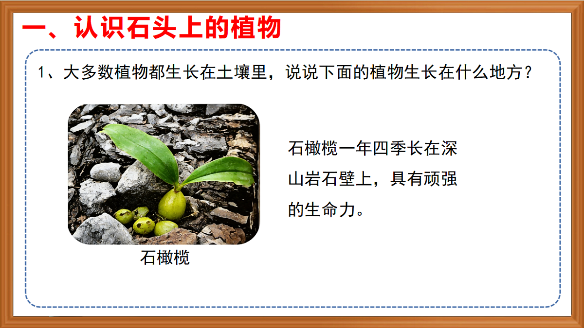 苏教版小学科学三年级下册第三单元《12.石头上的植物》课件+作业设计+视频第7页
