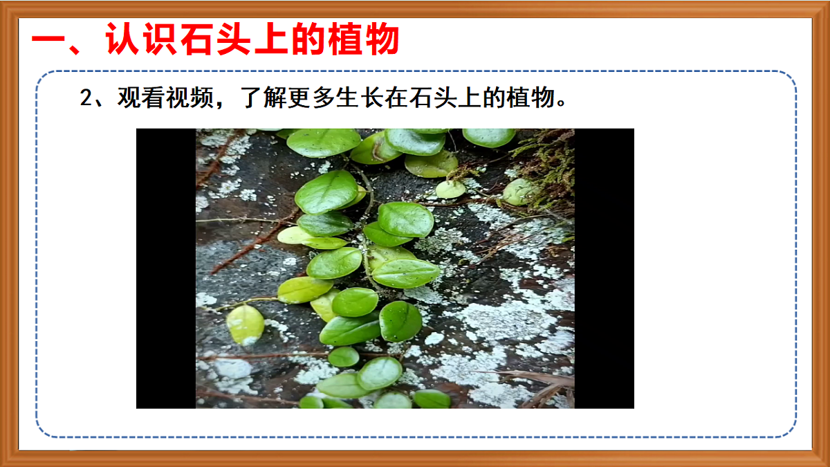 苏教版小学科学三年级下册第三单元《12.石头上的植物》课件+作业设计+视频第8页