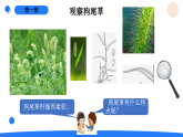 2026年湘科版二年级科学下册2.4认识常见的植物（课件）
