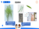 2026年湘科版二年级科学下册2.4认识常见的植物（课件）