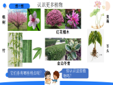 2026年湘科版二年级科学下册2.4认识常见的植物（课件）