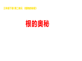 2026年湘科版三年级科学下册 2.8根的奥秘（课件）