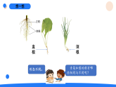 2026年湘科版三年级科学下册 2.8根的奥秘（课件）