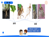 2026年湘科版三年级科学下册 2.8根的奥秘（课件）