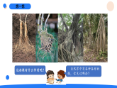 2026年湘科版三年级科学下册 2.8根的奥秘（课件）