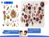 2026年湘科版三年级科学下册 3.11种子的萌发（课件）