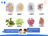 2026年湘科版三年级科学下册 3.11种子的萌发（课件）