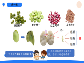 2026年湘科版三年级科学下册 3.11种子的萌发（课件）
