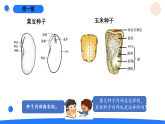 2026年湘科版三年级科学下册 3.11种子的萌发（课件）