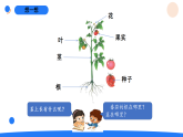 2026年湘科版三年级科学下册 2.7植物的身体（课件）