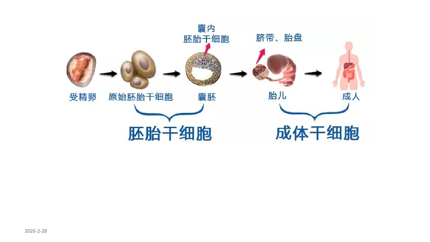 第2章第2节动物细胞工程----动物细胞培养（2）第5页