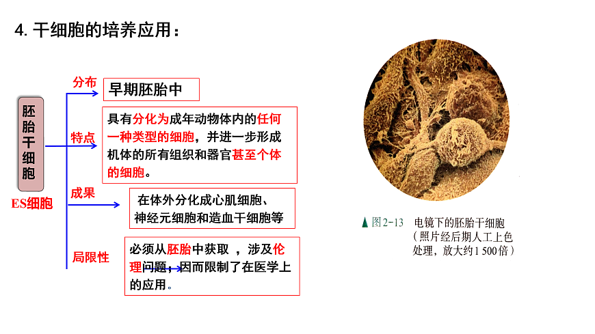 第2章第2节动物细胞工程----动物细胞培养（2）第6页