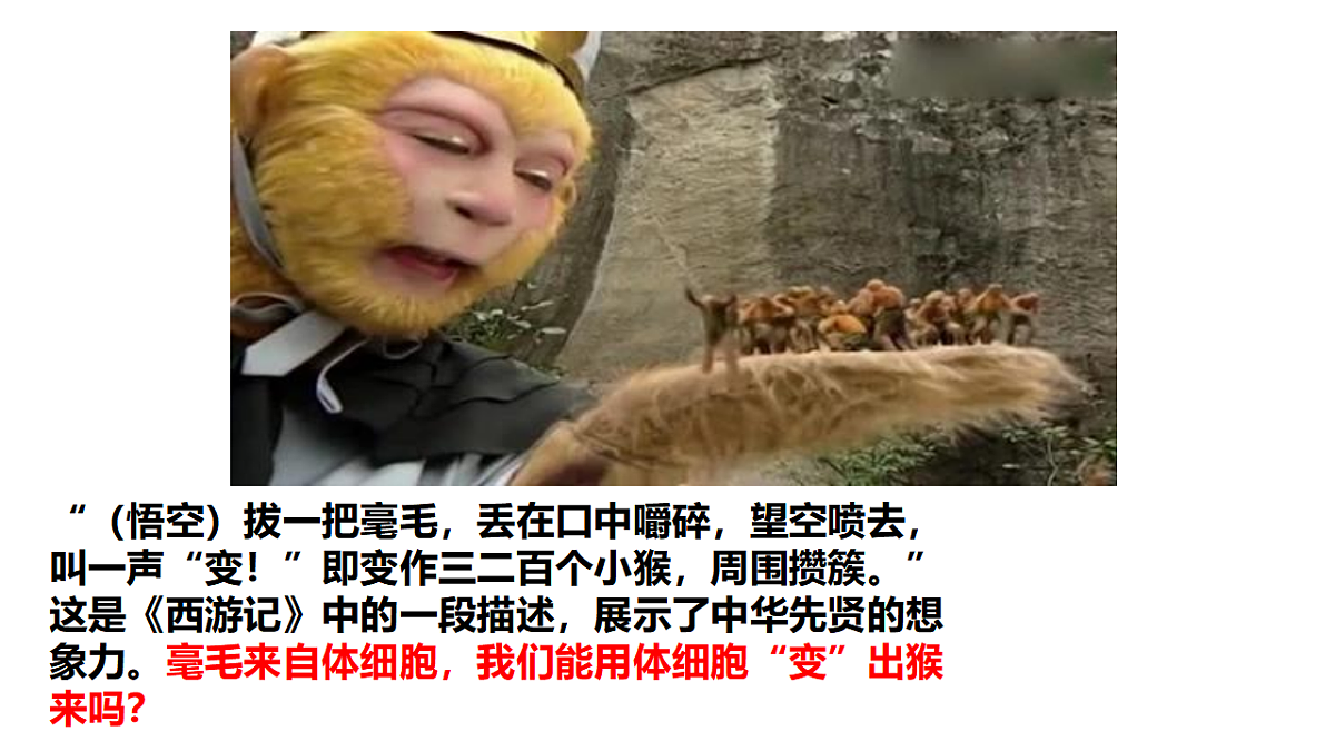 第2章第2节动物体细胞核移植技术和克隆动物第4页