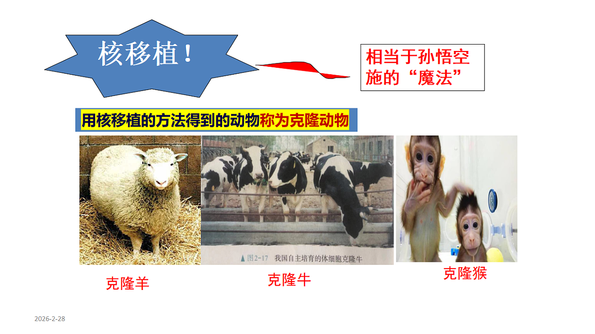 第2章第2节动物体细胞核移植技术和克隆动物第5页