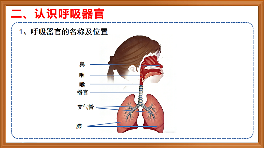 苏教版小学科学三年级下册第五单元《17 人的呼吸器官》课件+作业设计+视频第5页