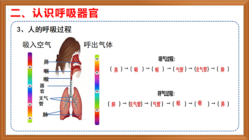 苏教版小学科学三年级下册第五单元《17 人的呼吸器官》课件+作业设计+视频第7页