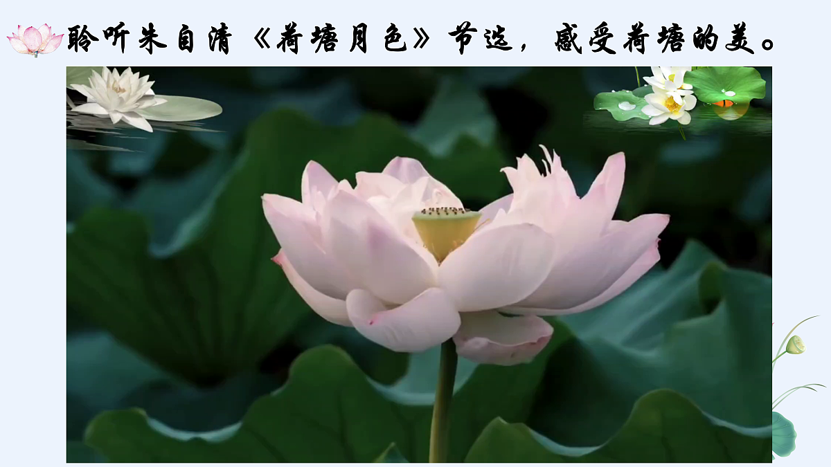 第3课 美丽荷塘 课件第3页