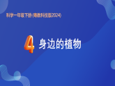 第4课 身边的植物 课件 2025-2026学年科学一年级下册粤教粤科版
