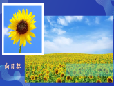 第4课 身边的植物 课件 2025-2026学年科学一年级下册粤教粤科版