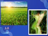 第4课 身边的植物 课件 2025-2026学年科学一年级下册粤教粤科版