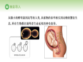 冀少版八年级生物下册 第六单元 第一章 生物的繁殖方式 第一节 有性生殖（课件）