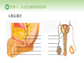 冀少版八年级生物下册 第六单元 第一章 生物的繁殖方式 第一节 有性生殖（课件）