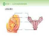 冀少版八年级生物下册 第六单元 第一章 生物的繁殖方式 第一节 有性生殖（课件）