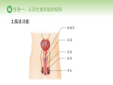 冀少版八年级生物下册 第六单元 第一章 生物的繁殖方式 第一节 有性生殖（课件）
