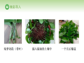 冀少版八年级生物下册 第六单元 第一章 生物的繁殖方式 第二节 无性生殖（案例一）（课件）